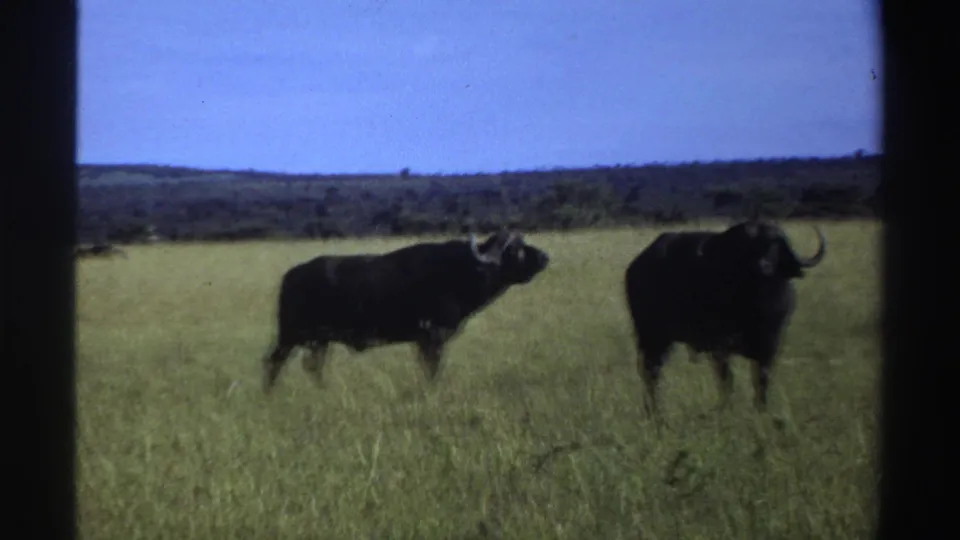 Two adult horned buffaloes stand in a sunlit Nigerian grassland, one turned toward the camera, in 1969 8mm footage.