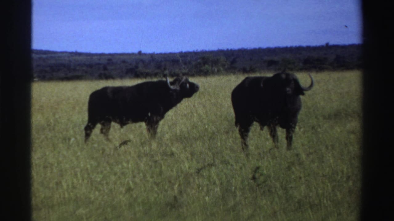 Two dark wildebeests standing in tall grass under a blue sky.