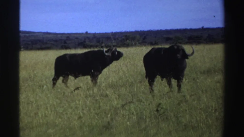 1969 Nigeria 8mm frame showing two dark wildebeests in open green grassland with a low horizon and blue sky.