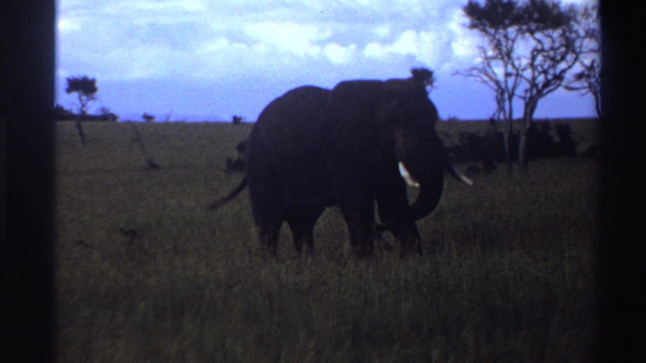 Elephant with tusks standing in tall grass near scattered trees.