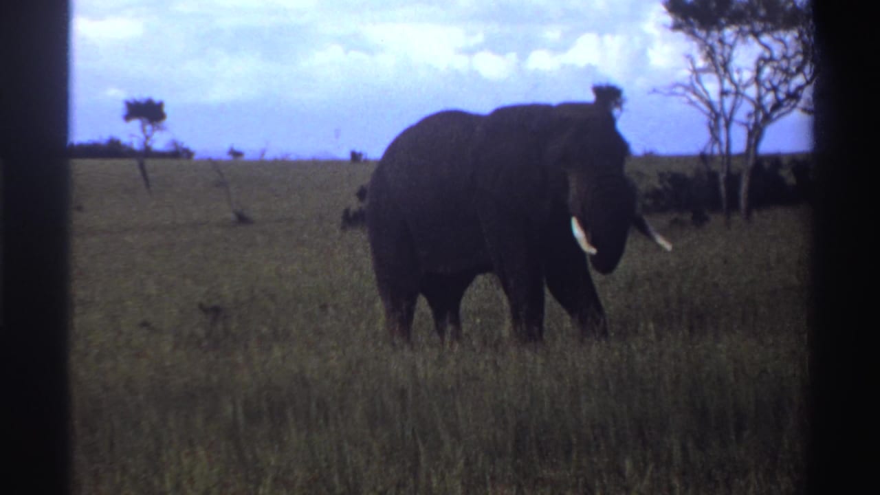 1969 Nigeria 8mm frame showing a tusked elephant moving slowly through grassland under a pale, clouded sky.