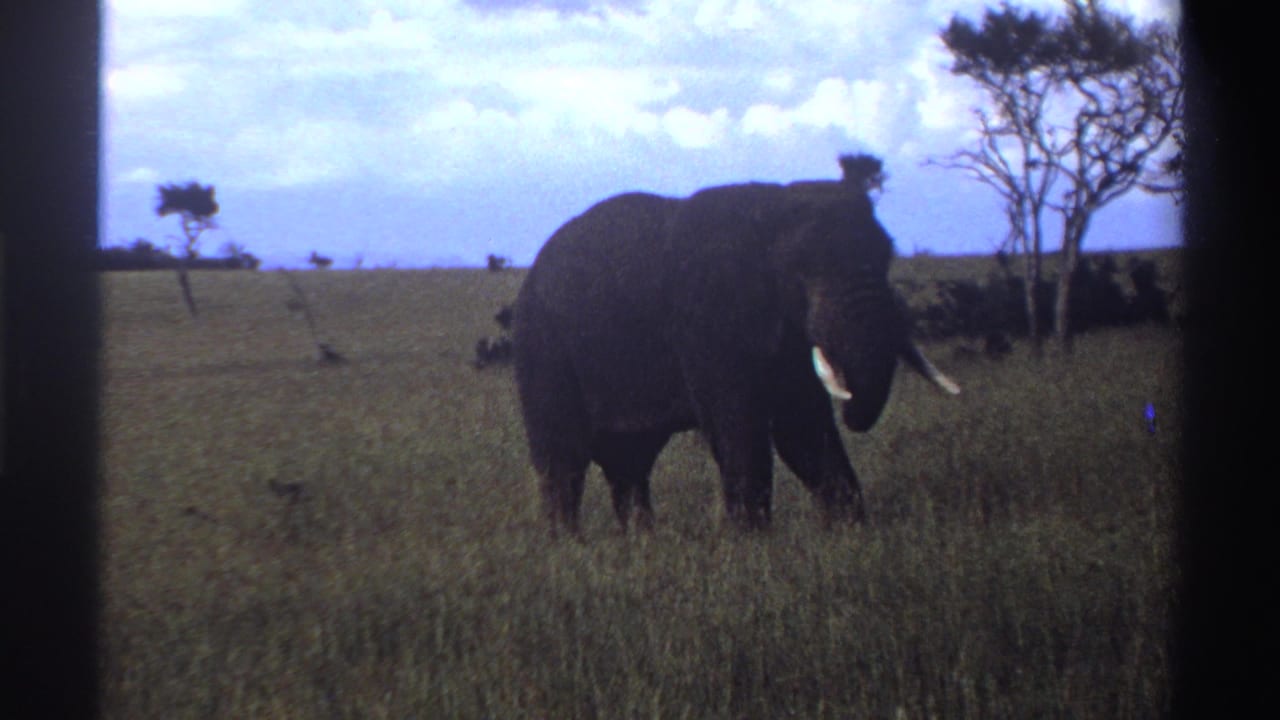1969 Nigeria 8mm frame showing an elephant in open grassland, framed by sparse trees and a bright sky.