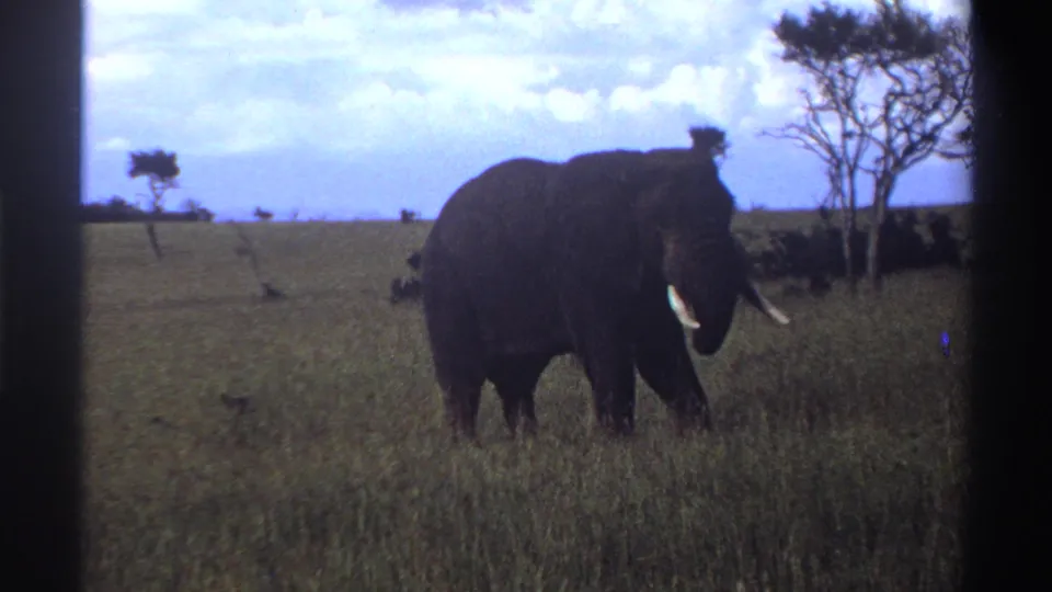 1969 Nigeria 8mm frame showing an elephant in open grassland, framed by sparse trees and a bright sky.