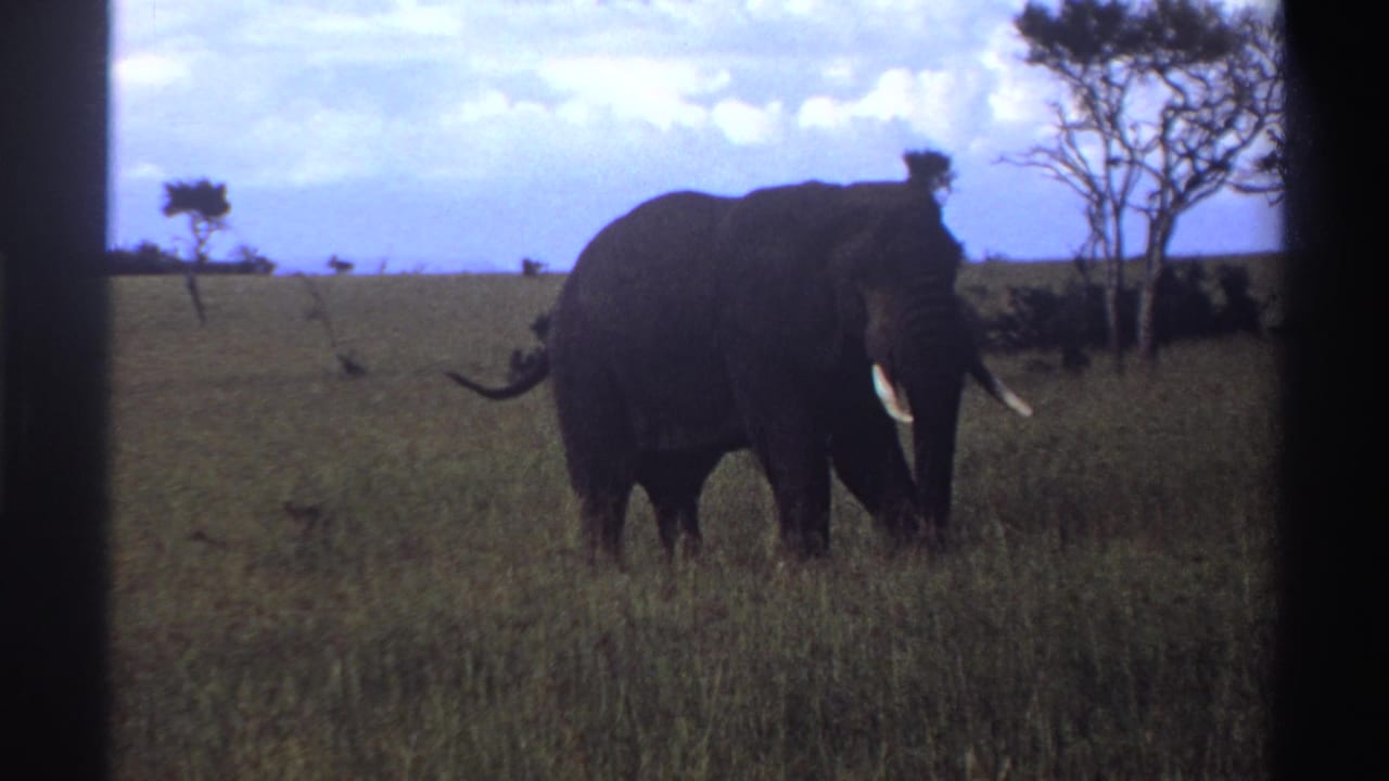Lone elephant standing in tall grass near scattered trees under a cloudy sky.
