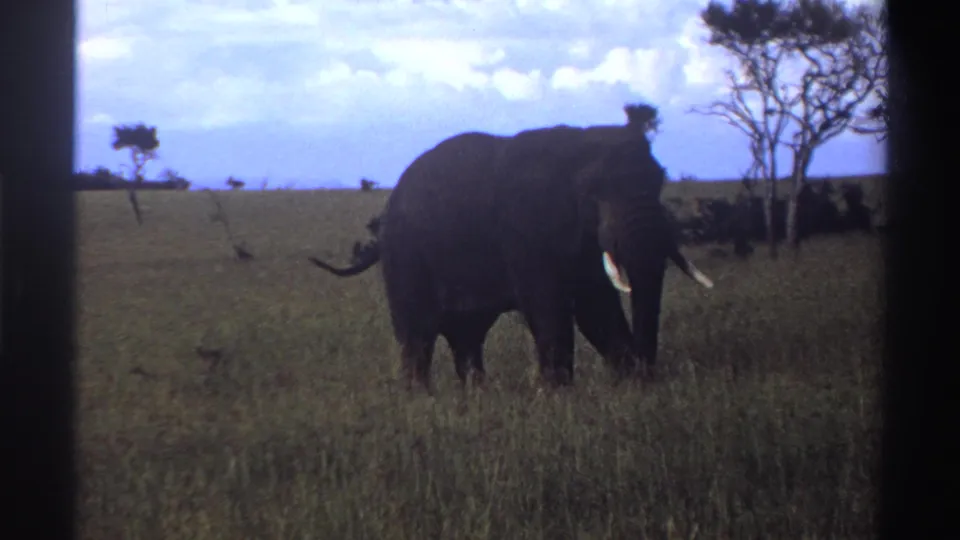 1969 Nigeria 8mm frame showing a lone tusked elephant in open grassland with sparse trees and a cloudy blue sky.