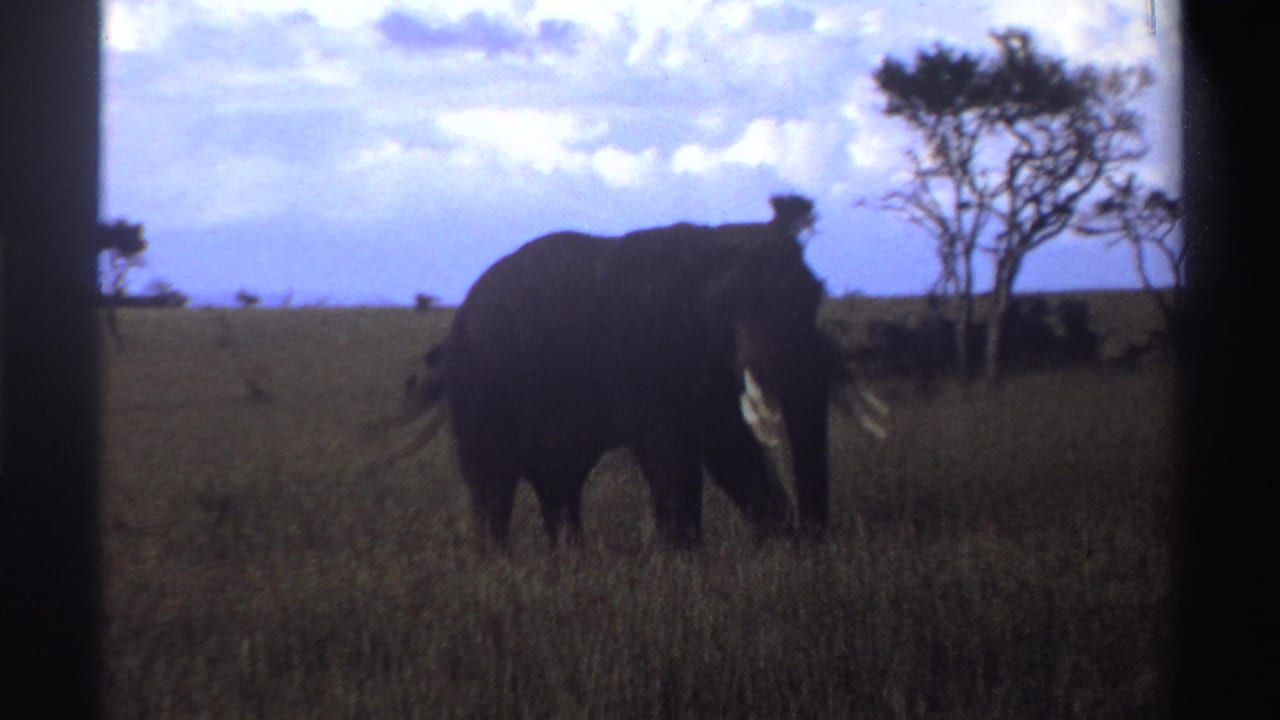 1969 Nigeria 8mm frame of a dark gray elephant turning in tall grass, with sparse trees and cloud cover beyond.