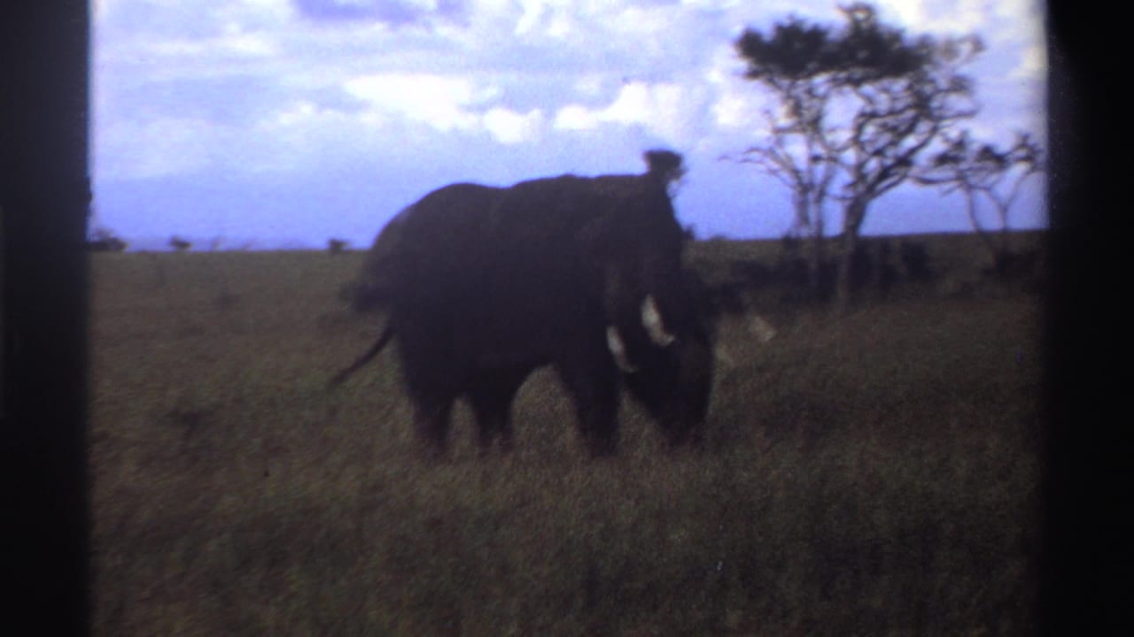 Soft 1969 Nigeria 8mm frame showing a tusked elephant moving through grass with sparse savanna trees in the background.