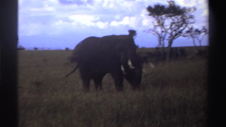 Soft 1969 Nigeria 8mm frame showing a tusked elephant moving through grass with sparse savanna trees in the background.
