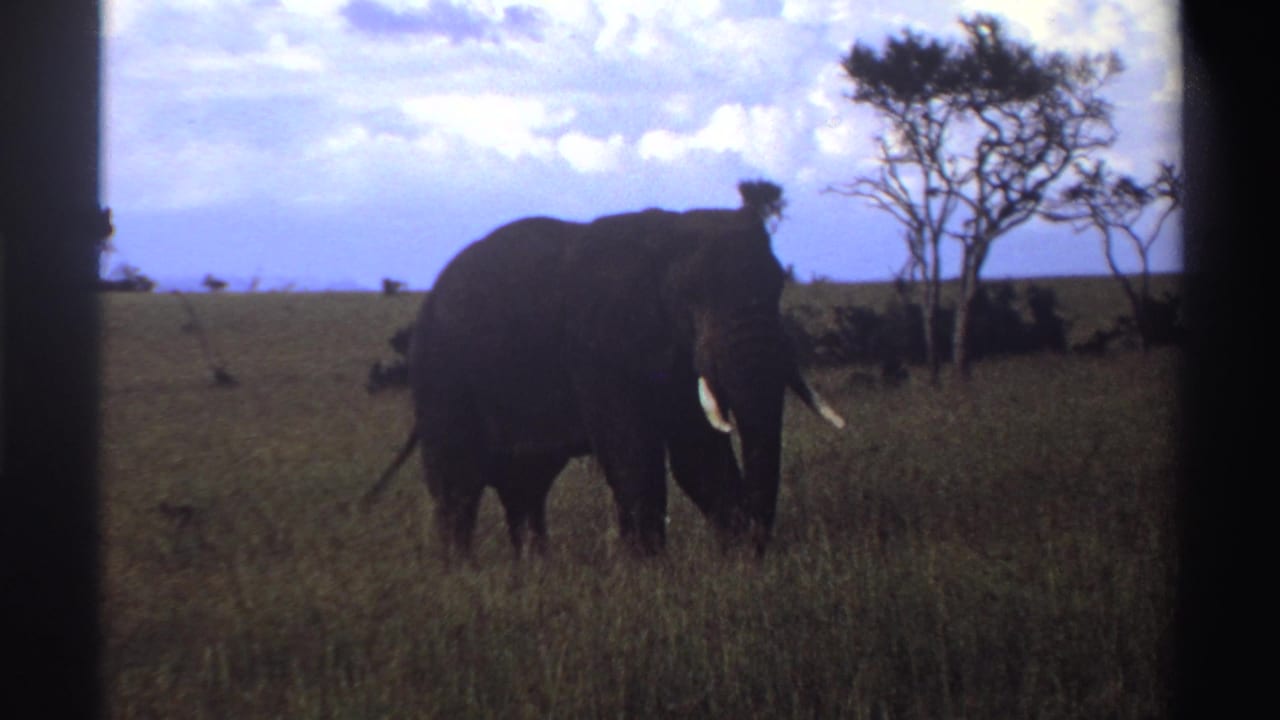 1969 Nigeria 8mm frame of a lone elephant facing slightly toward camera in savanna grass with trees at the horizon.