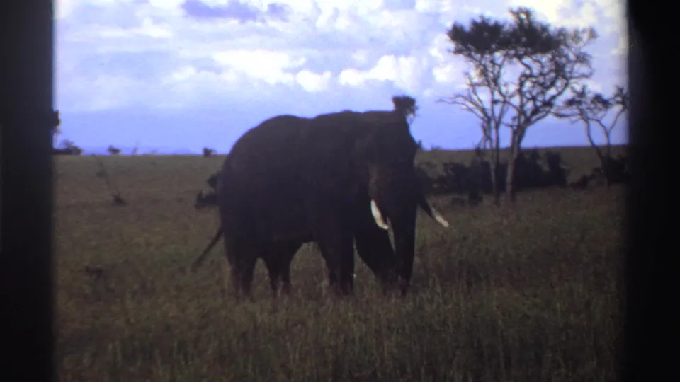 1969 Nigeria 8mm frame of a lone elephant facing slightly toward camera in savanna grass with trees at the horizon.
