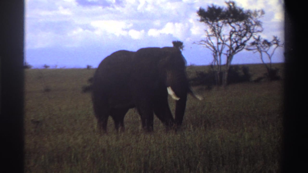 1969 Nigeria 8mm frame showing a tusked elephant in profile on grassy savanna with scattered trees and a cloudy sky.