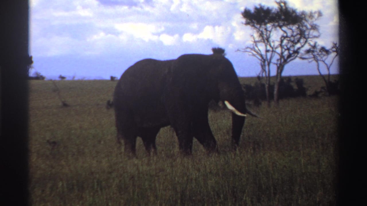 1969 Nigeria 8mm frame of an elephant standing side-on in open grassland, silhouetted slightly against bright clouds.
