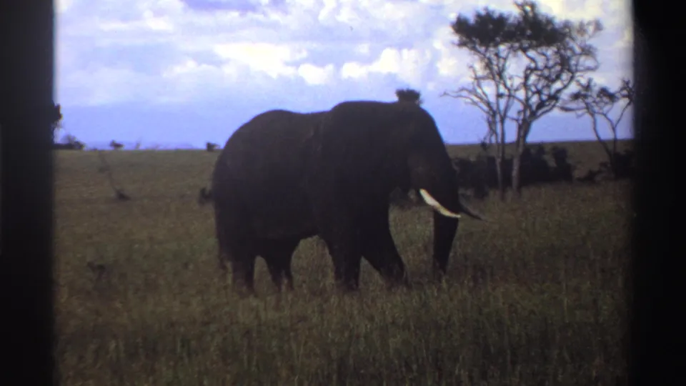 1969 Nigeria 8mm frame of an elephant standing side-on in open grassland, silhouetted slightly against bright clouds.