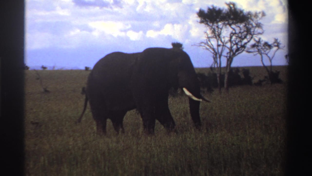 1969 Nigeria 8mm frame showing the elephant slightly farther across the grass, with tail, tusk, trees, and cloudy sky visible.
