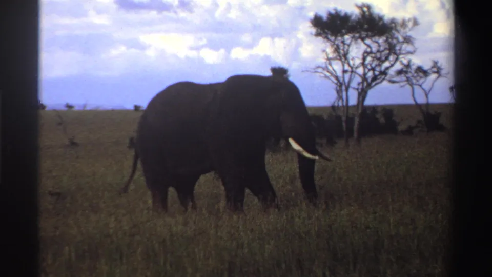 1969 Nigeria 8mm frame showing the elephant slightly farther across the grass, with tail, tusk, trees, and cloudy sky visible.