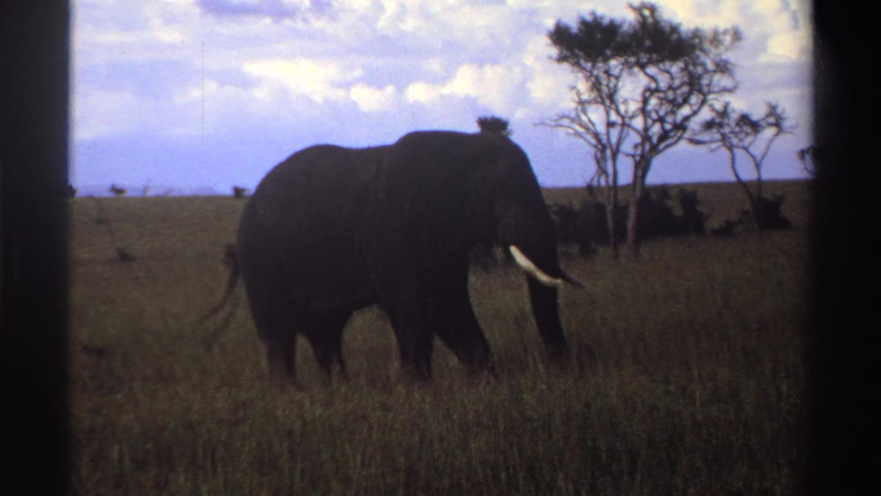1969 Nigeria 8mm frame of a tusked elephant standing in grassy savanna, with dark film borders and scattered trees behind.