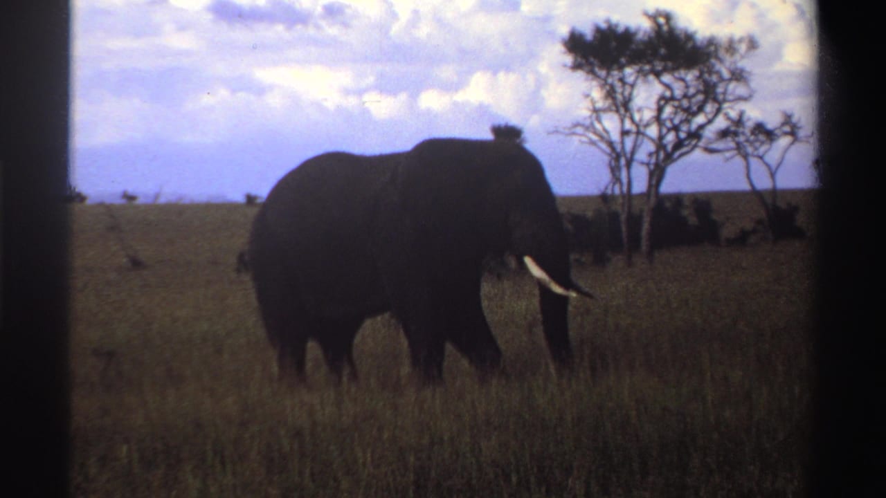 1969 Nigeria 8mm frame showing a lone elephant in tall savanna grass with sparse trees and a bright clouded sky.