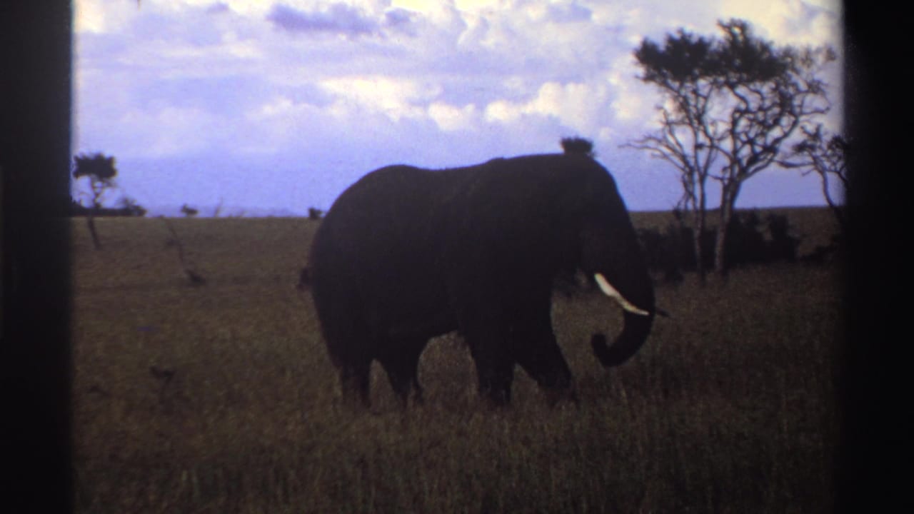 1969 Nigeria 8mm frame of a lone elephant moving through tall grass, with tusks visible and trees behind it.