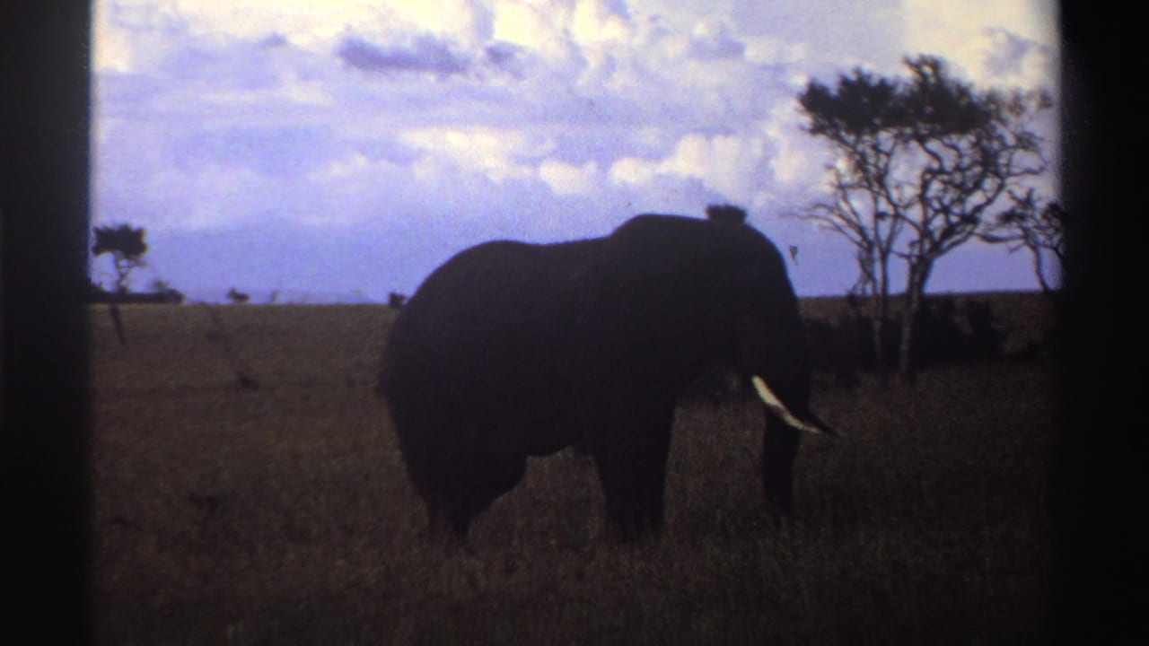 1969 Nigeria 8mm frame showing a lone elephant with its head lowered in tall grass beneath a pale clouded sky.