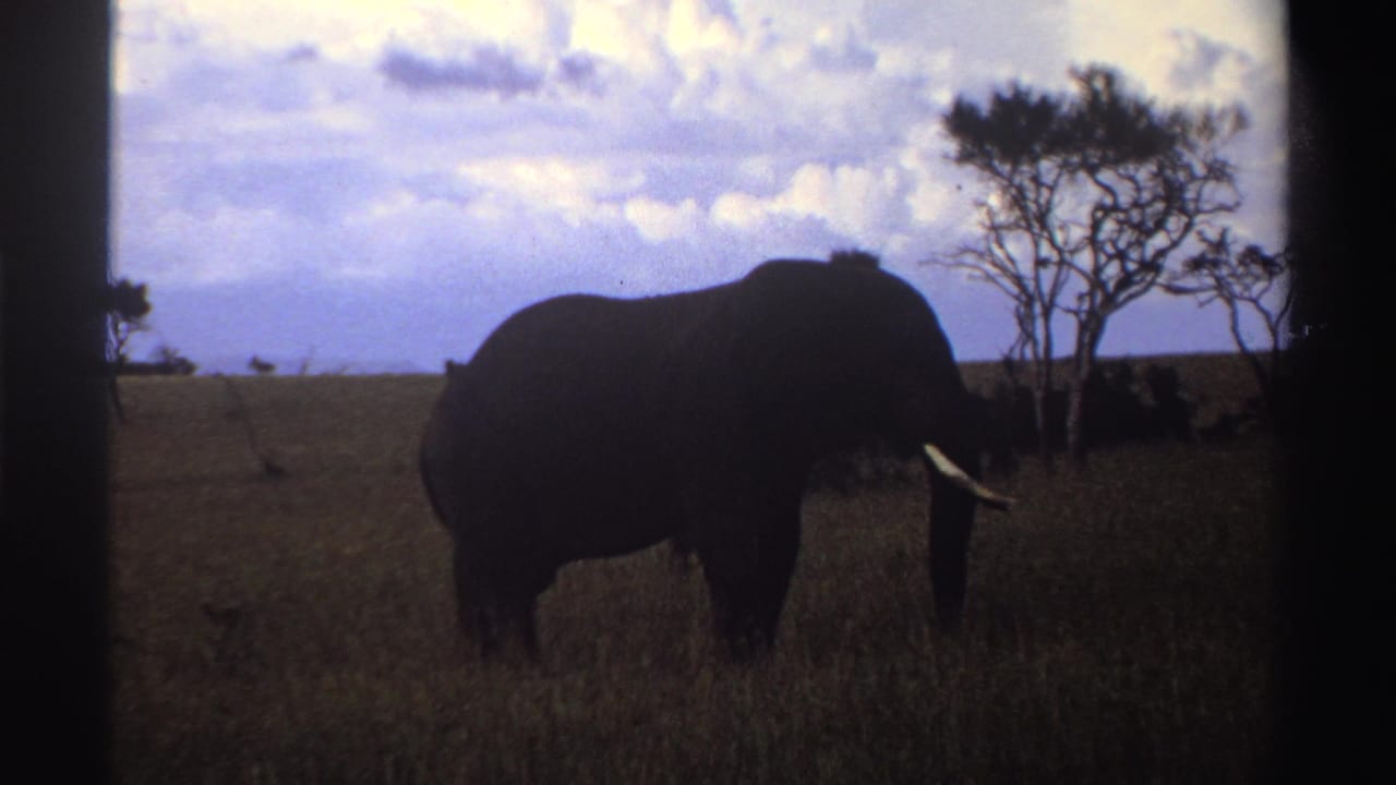 1969 Nigeria 8mm frame of a lone elephant grazing in tall grass beside sparse trees in open savanna.