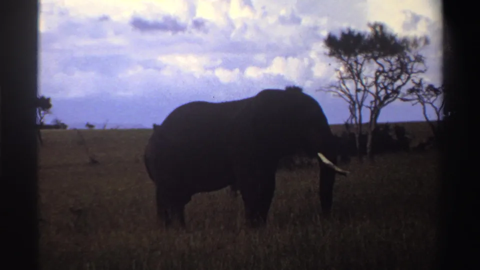 1969 Nigeria 8mm frame of a lone elephant grazing in tall grass beside sparse trees in open savanna.
