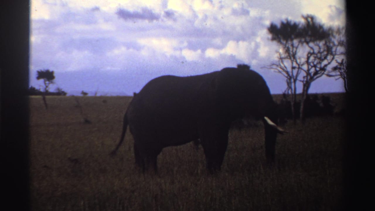 Silhouetted elephant walking through tall grass near sparse trees under a cloudy sky.