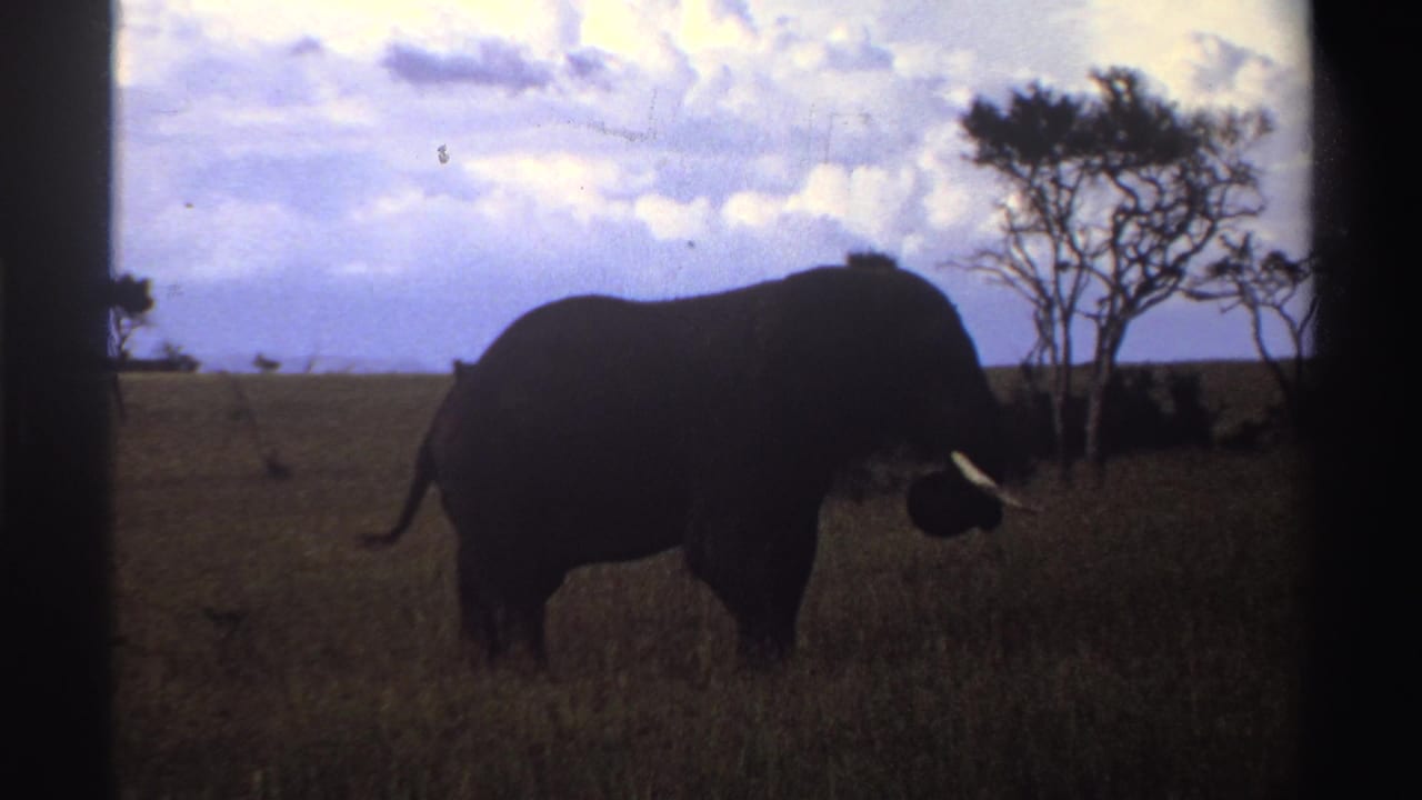 1969 Nigeria 8mm frame of an elephant in side profile, its tusk bright against a darker body as it moves through grassland.