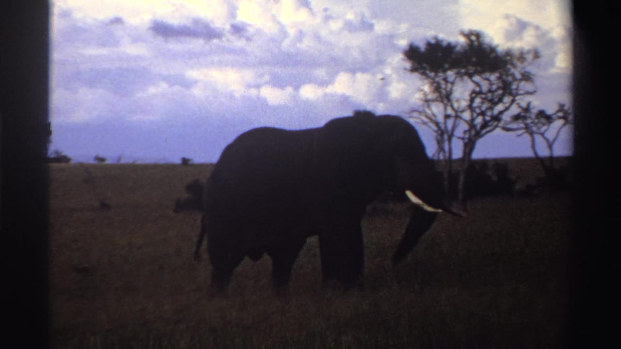 1969 Nigeria 8mm frame with the elephant nearer in the foreground, tusk visible as it stands or walks through tall grass near trees.