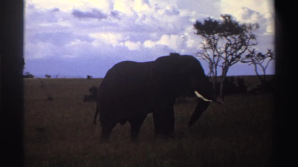 1969 Nigeria 8mm frame with the elephant nearer in the foreground, tusk visible as it stands or walks through tall grass near trees.