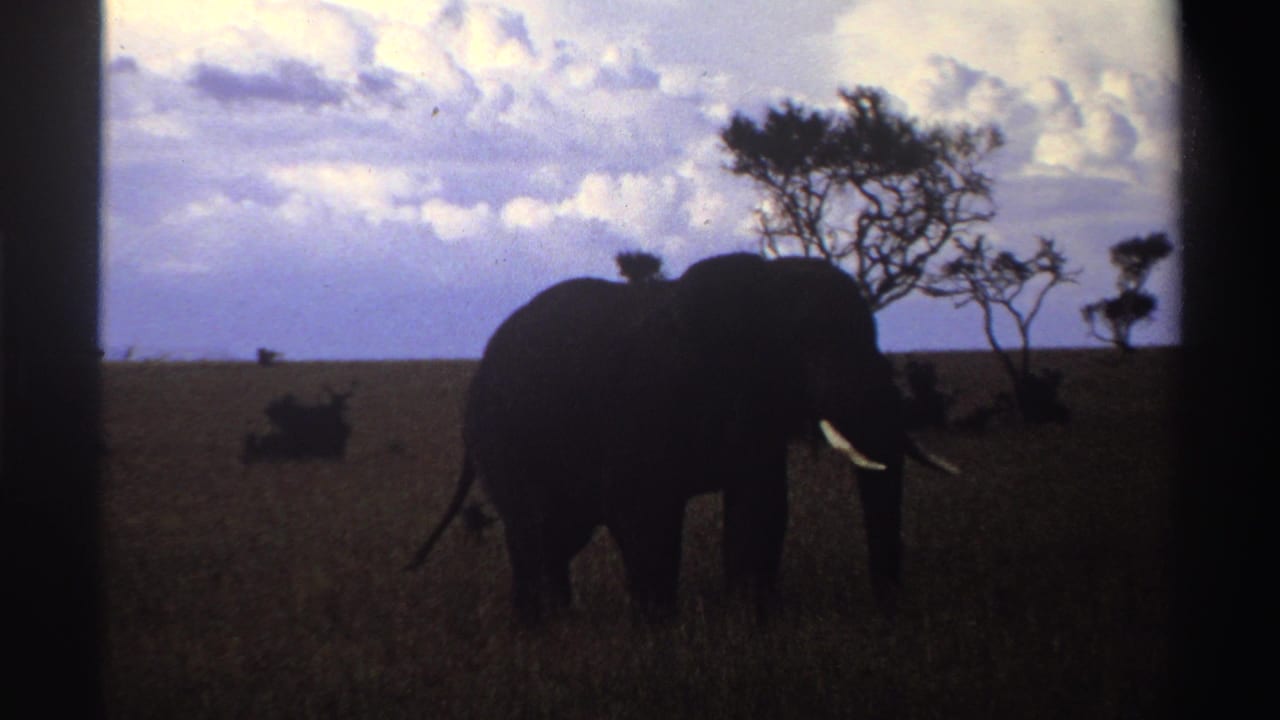 1969 Nigeria 8mm frame showing the elephant turned slightly toward the camera, tusks visible in dark grassland under a clouded sky.