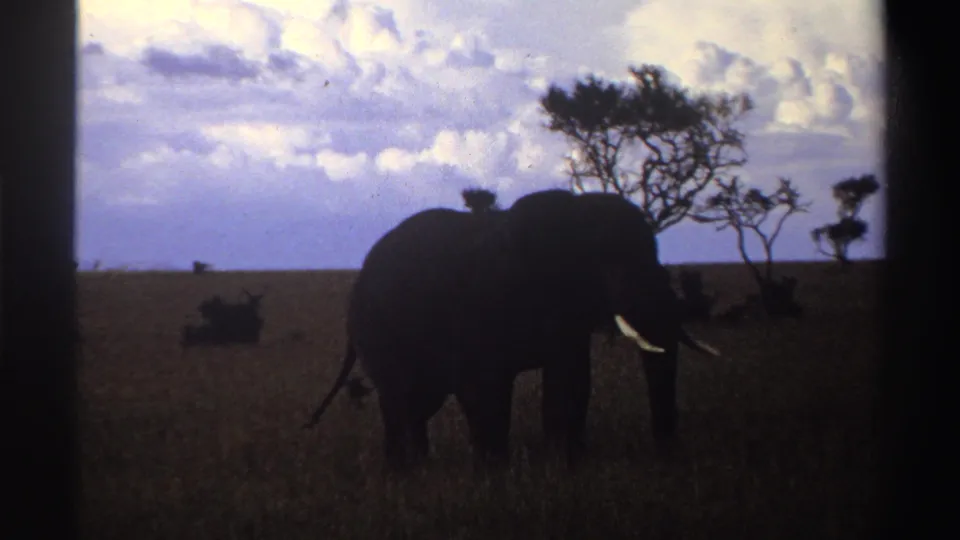 1969 Nigeria 8mm frame showing the elephant turned slightly toward the camera, tusks visible in dark grassland under a clouded sky.