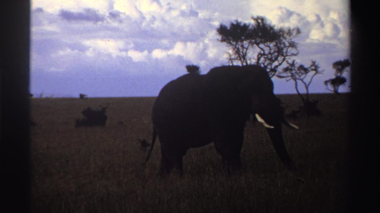Tusked elephant walking through tall grass under a cloudy sky.