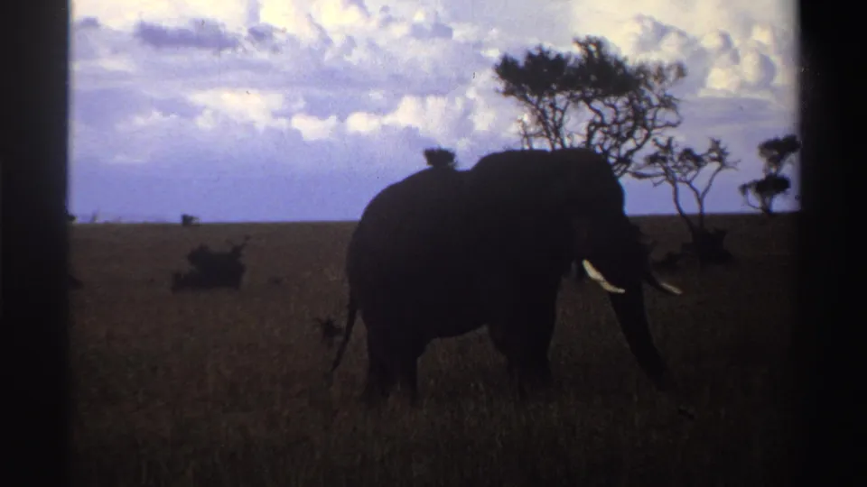 1969 Nigeria 8mm frame showing a lone tusked elephant crossing savanna grass with scattered trees on the horizon.