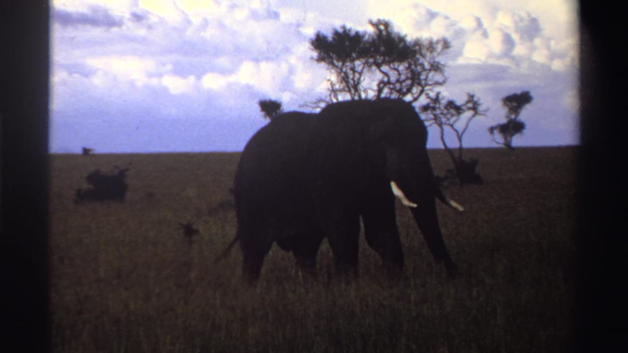 Elephant in profile walking past sparse trees in open grassland.
