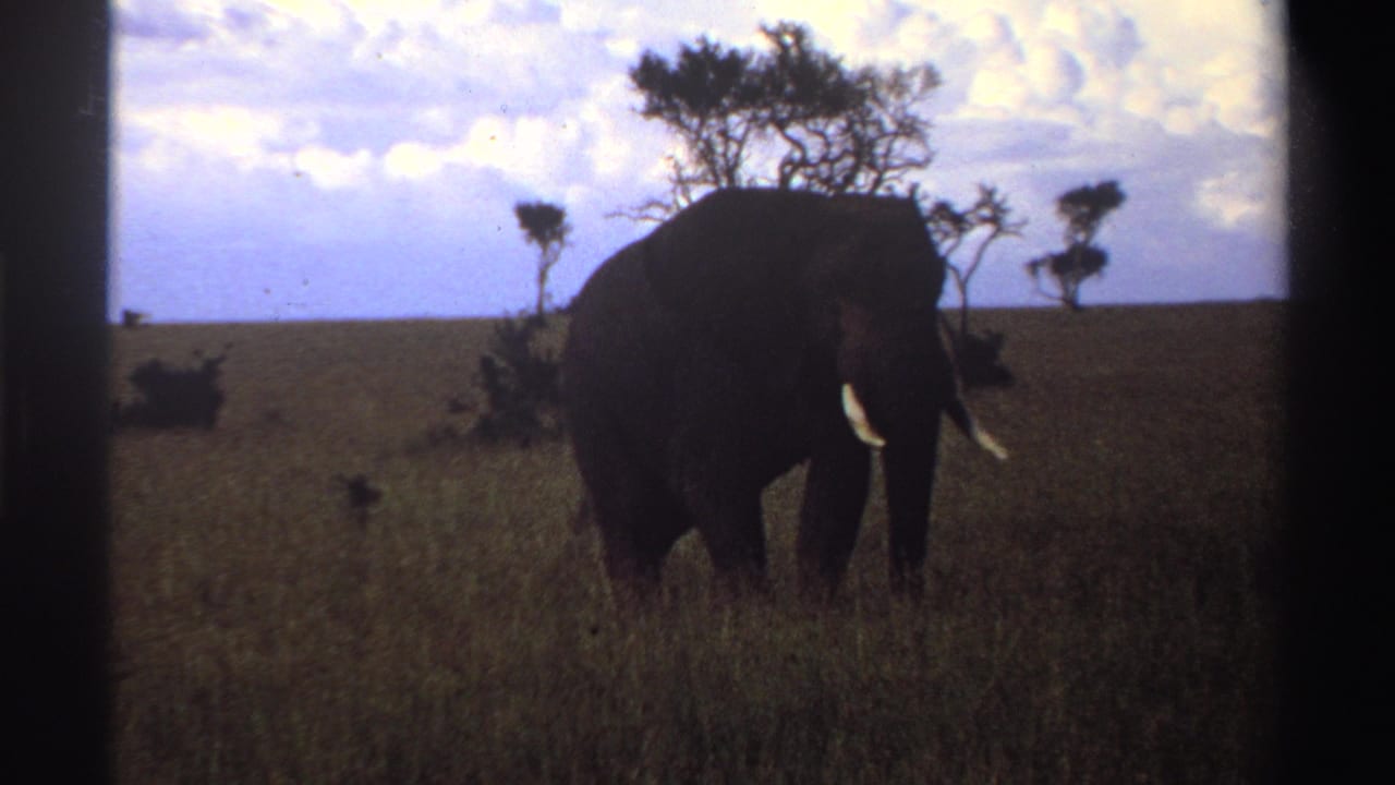 1969 Nigeria 8mm frame with the elephant turning slightly toward the camera amid tall grass and distant trees.