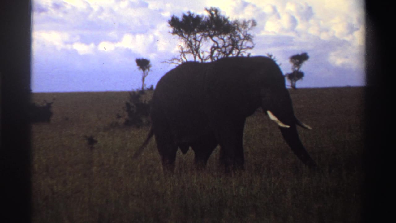 A lone tusked elephant walks rightward through Nigerian savanna grass, framed by 1969 8mm film borders and cloudy sky.