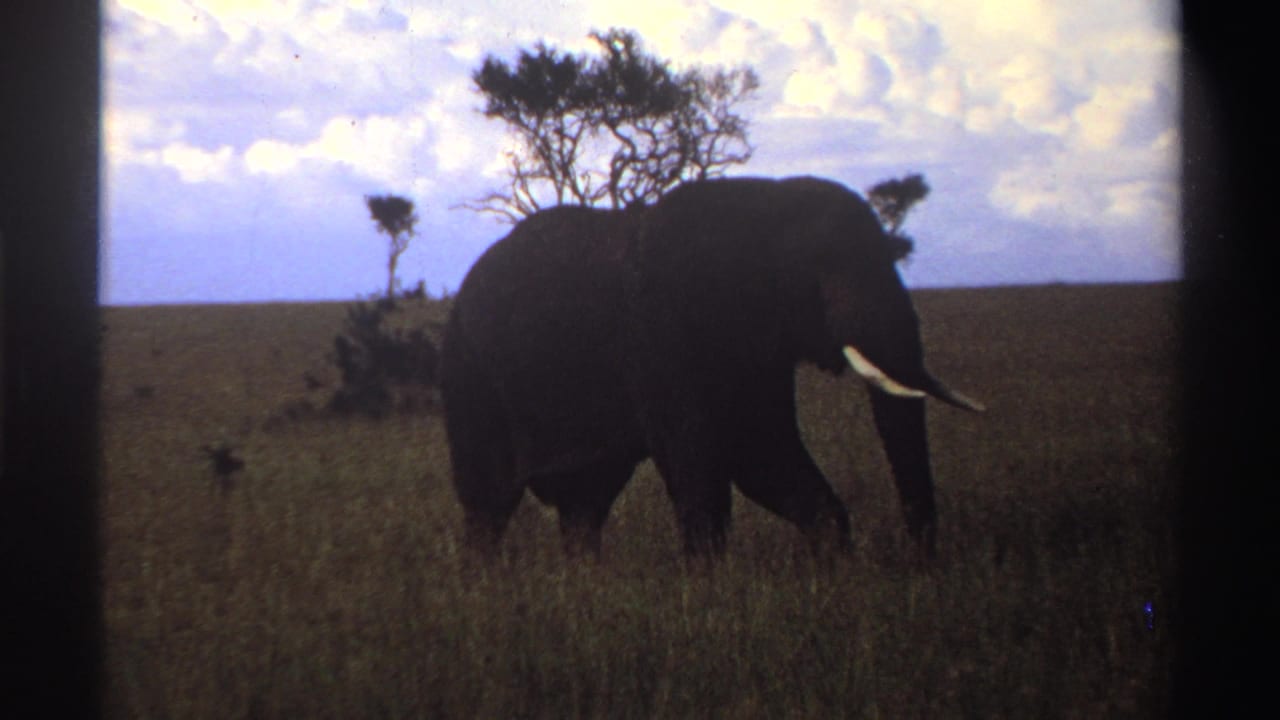 1969 Nigeria 8mm frame of an elephant moving across tall savanna grass with sparse trees and a clouded sky behind it.