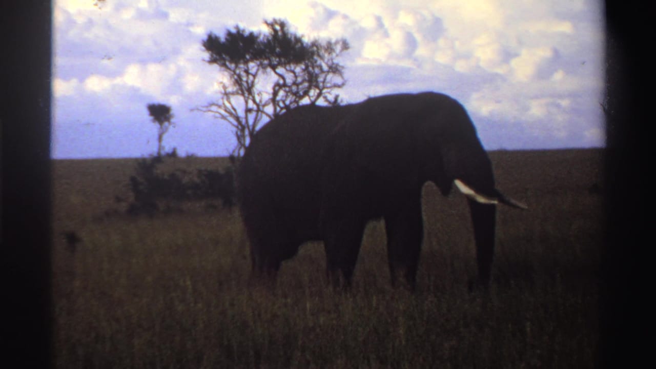 1969 Nigeria 8mm frame showing an elephant in profile in tall grass, silhouetted against open savanna and a pale sky.