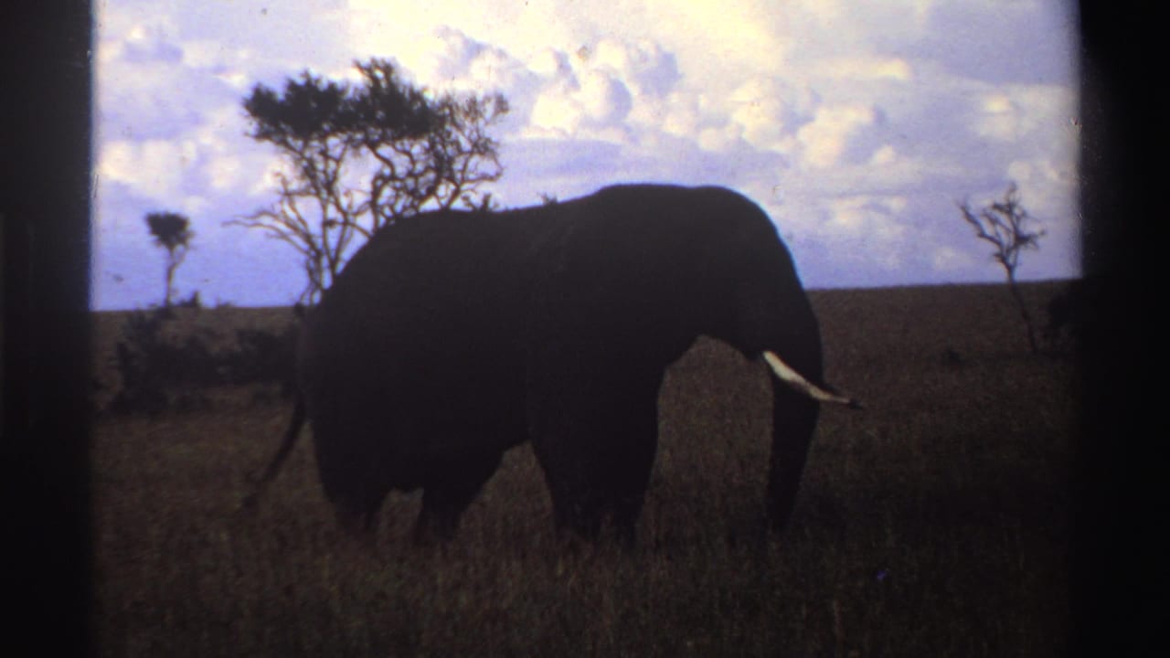 1969 Nigeria 8mm frame of an elephant close to the camera position, partly silhouetted as it moves through tall savanna grass.
