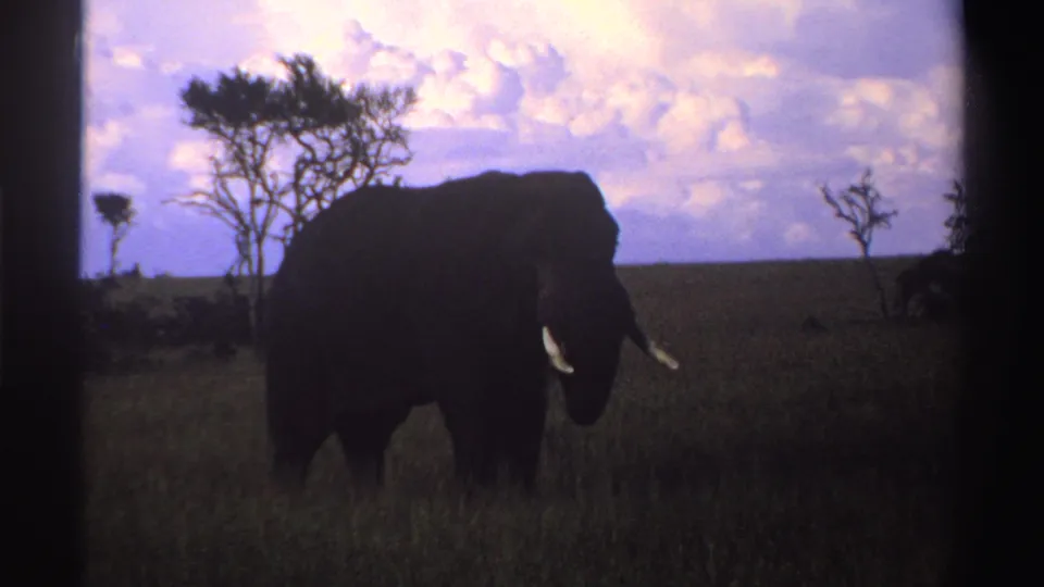 1969 Nigeria 8mm frame showing an elephant angled toward the camera in tall grass, with sparse trees and tinted clouds beyond.