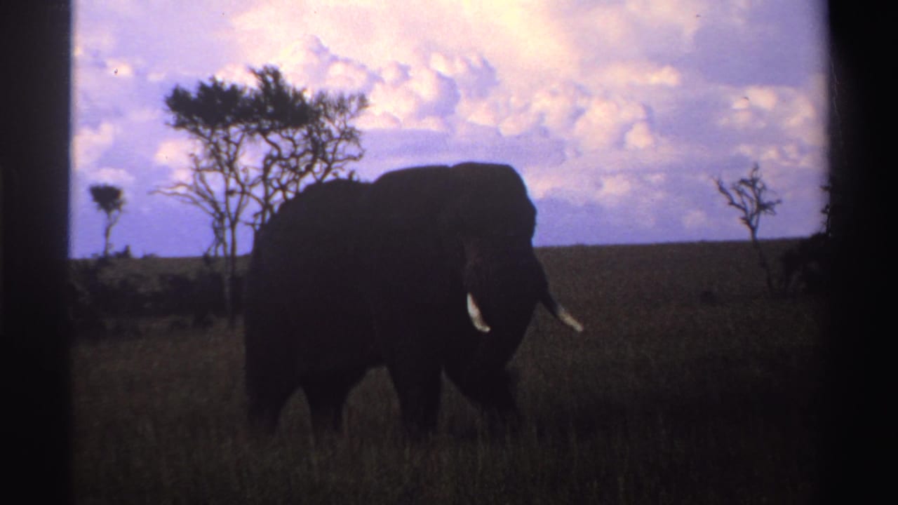 Elephant in profile silhouetted in tall grass beneath a clouded purple sky.