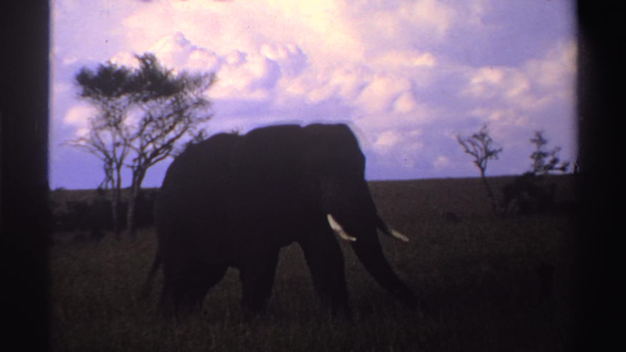 1969 Nigeria 8mm frame with a silhouetted elephant stepping through savanna grass near thin trees below a pink-purple sky.