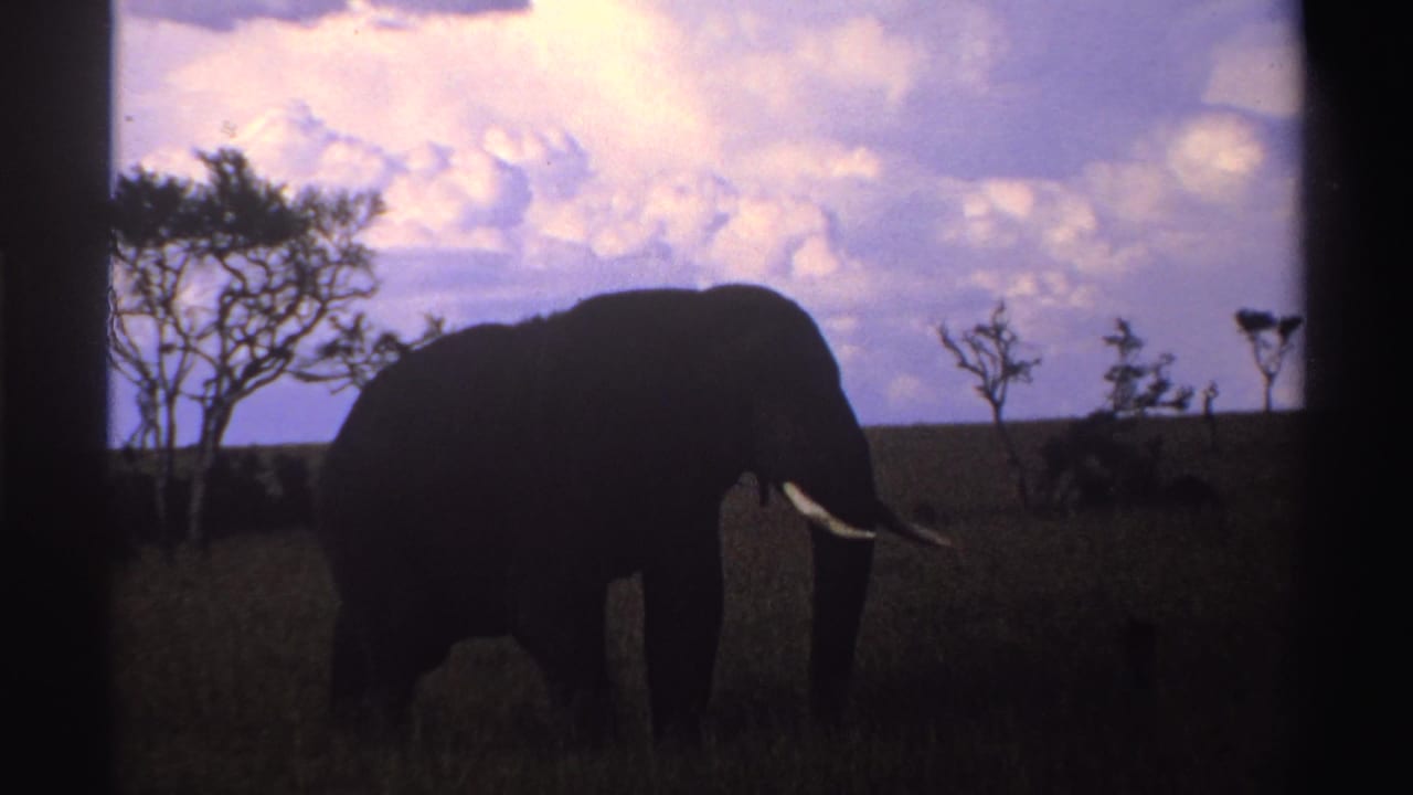 1969 Nigeria 8mm frame showing a closer silhouetted elephant in tall savanna grass, with tusks, trees, and a clouded sky visible.