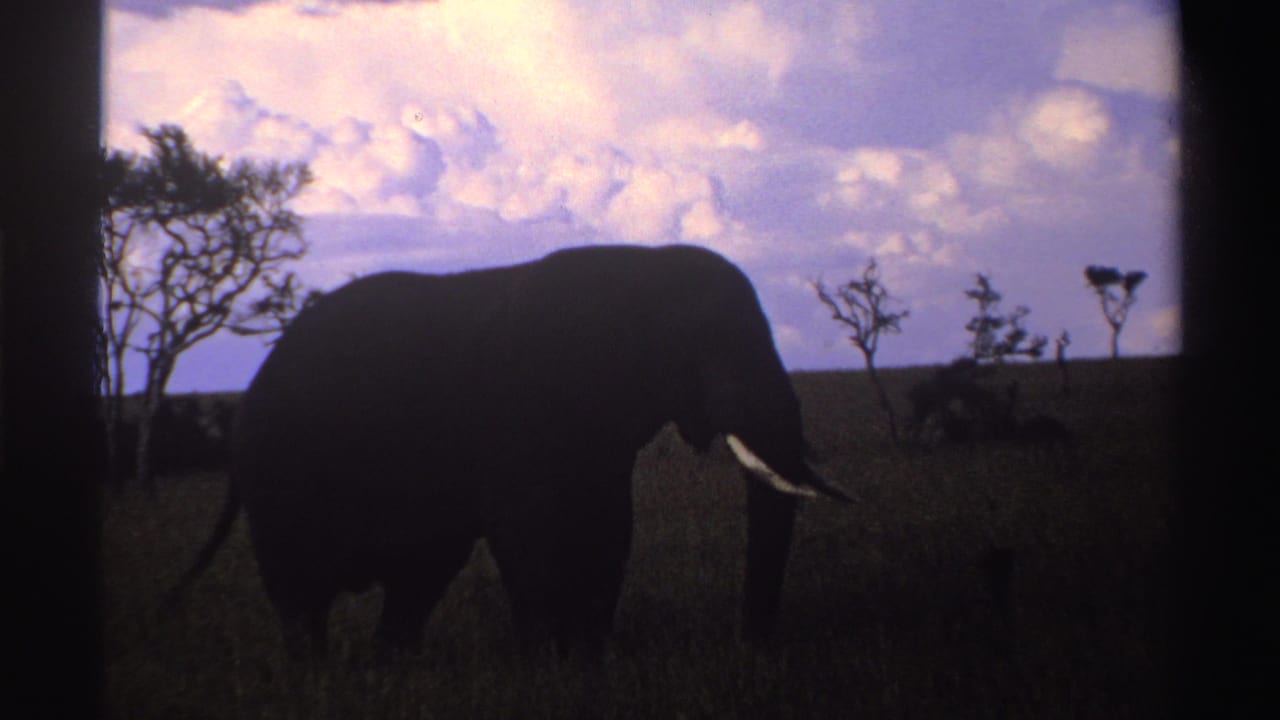 1969 Nigeria 8mm frame with a large elephant silhouette filling the foreground of a savanna scene beneath a purple clouded sky.