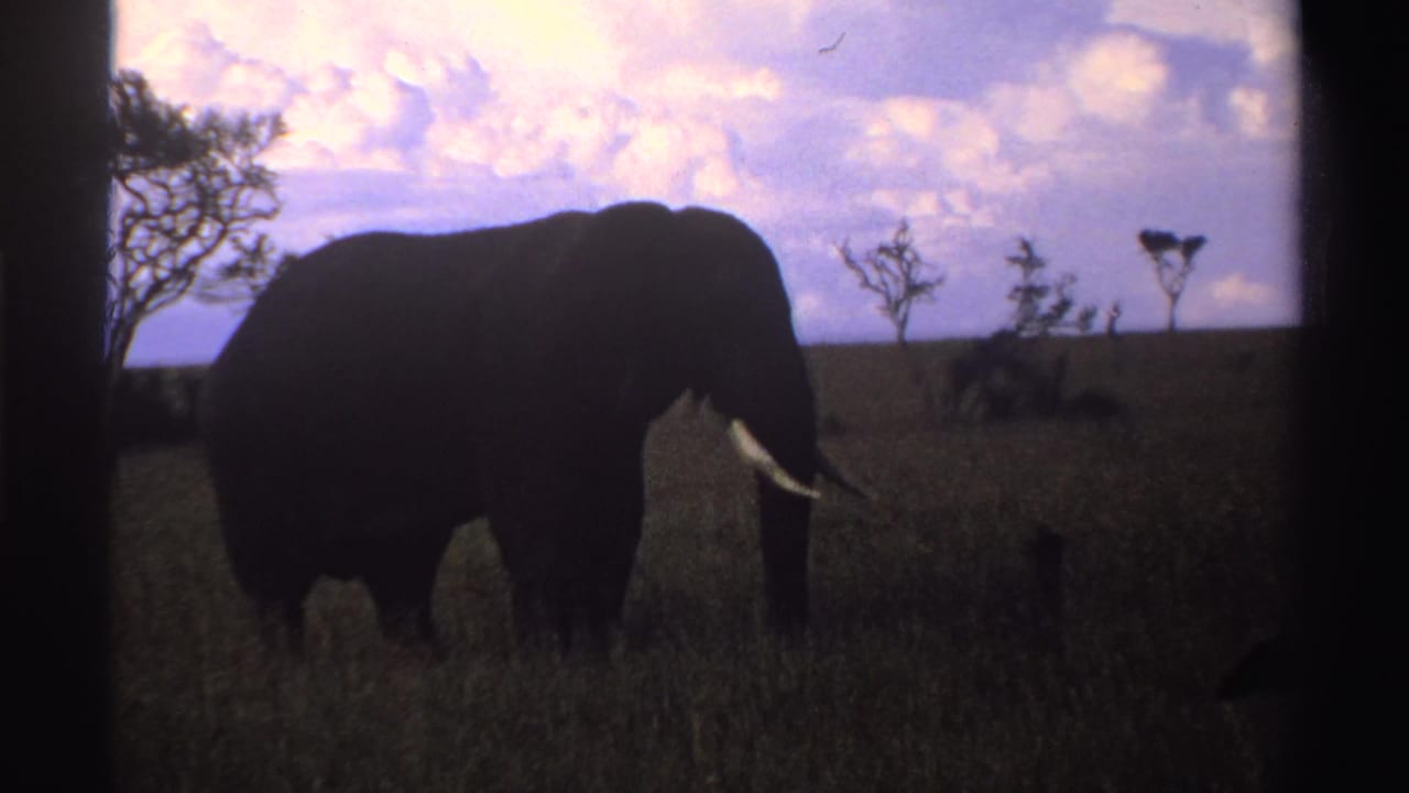 Large elephant in silhouette standing in tall grass beneath a bright cloudy sky.