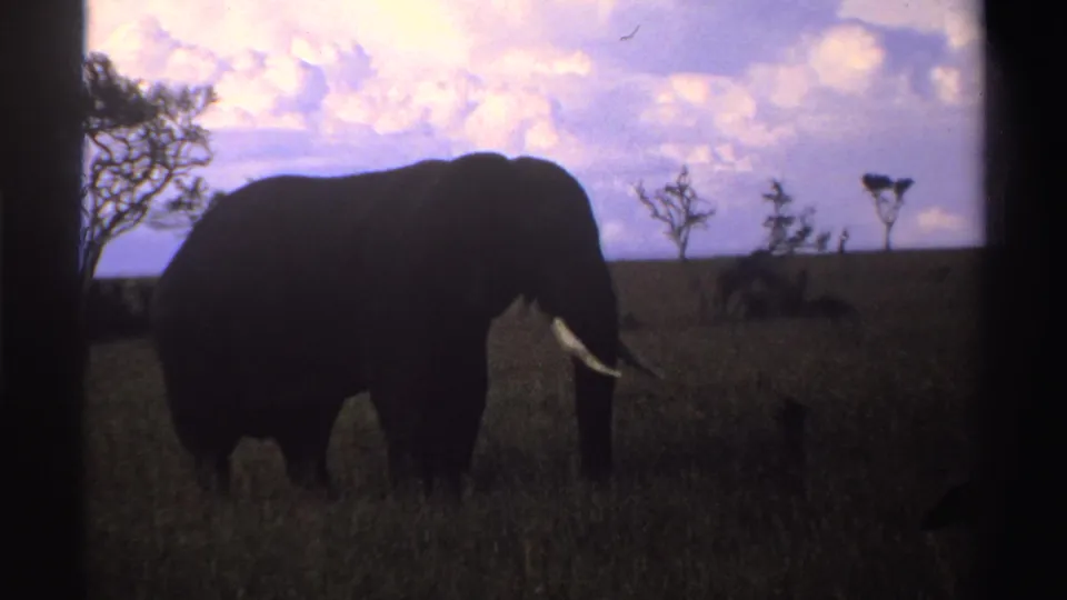 1969 Nigeria 8mm frame showing a large elephant in silhouette, with tusks visible, standing in grass near sparse trees.