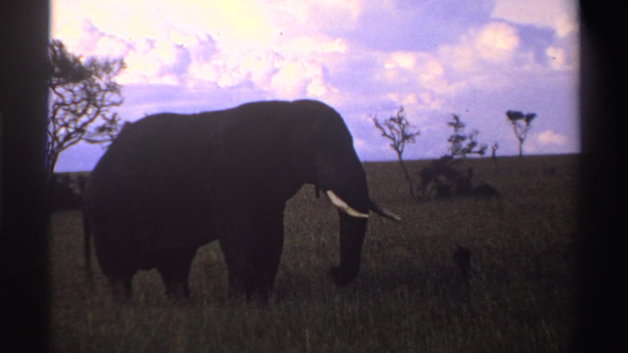 1969 Nigeria 8mm frame with an elephant in profile, head lowered, tusks visible, and scattered trees on the horizon.