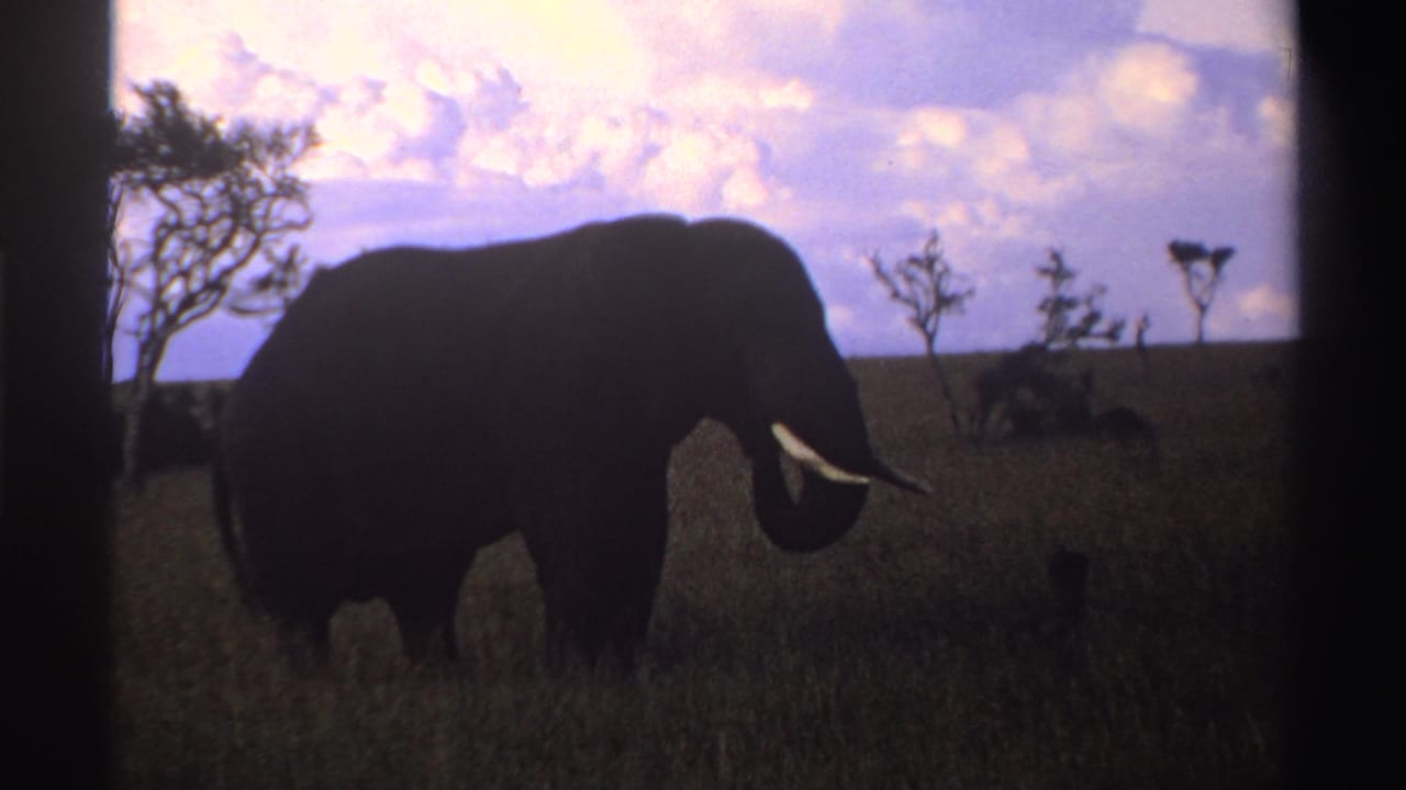 1969 Nigeria 8mm frame showing the elephant closer in silhouette, with grass in the foreground and trees behind it.