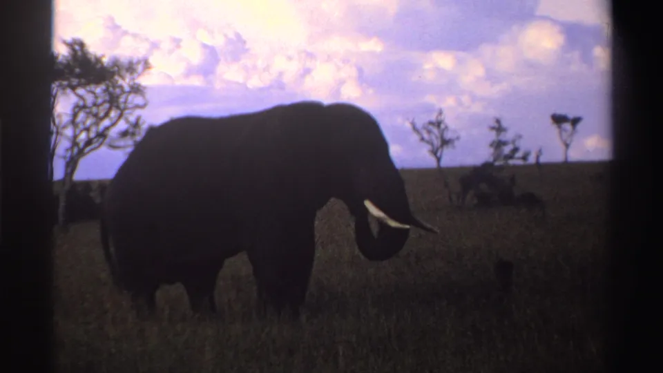 1969 Nigeria 8mm frame showing the elephant closer in silhouette, with grass in the foreground and trees behind it.