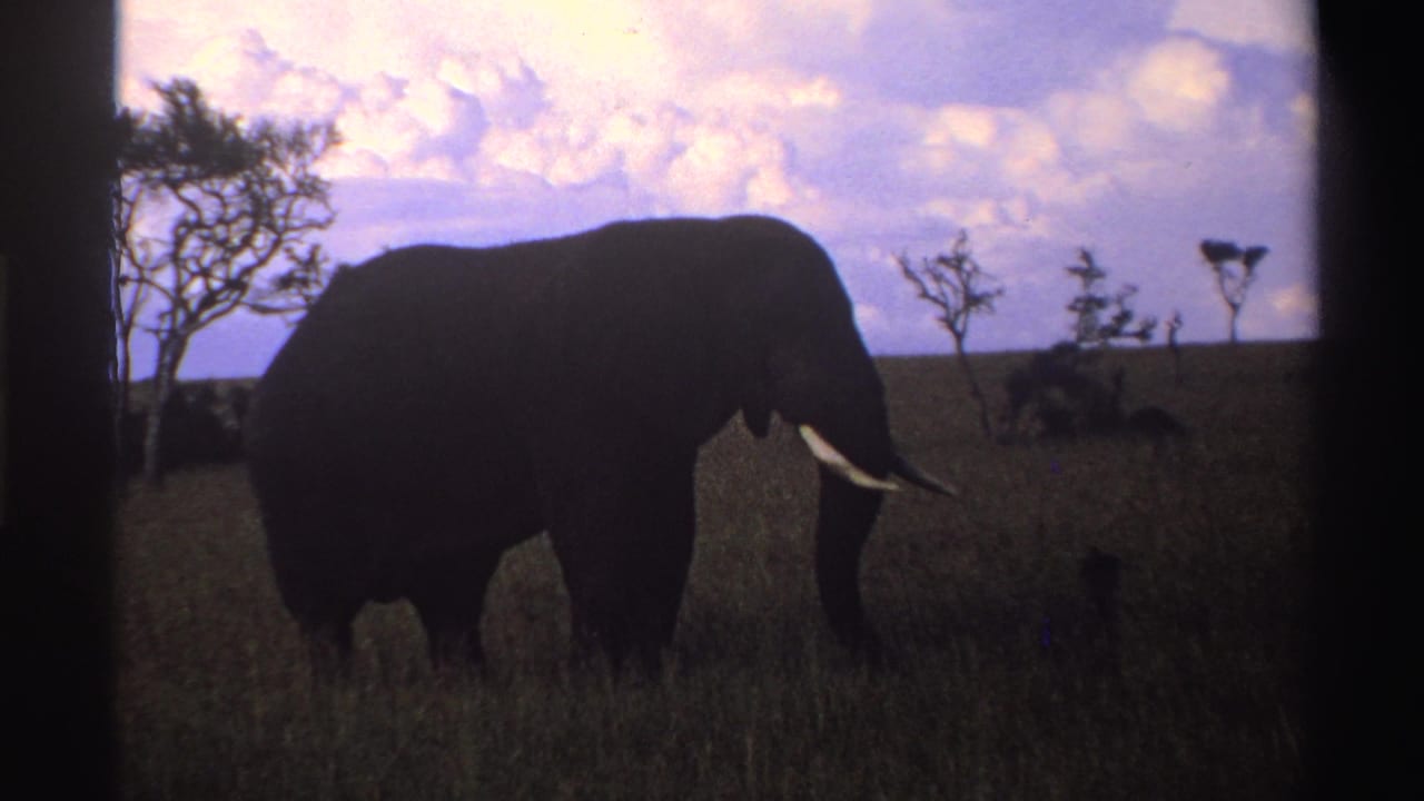 1969 Nigeria 8mm frame showing a large elephant in side view, silhouetted against a pale sky over open grassland.